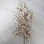 Brin de décoration maison herbe de la pampa naturelle pour un style bohème