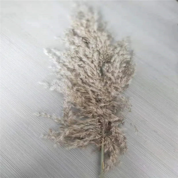 Brin de décoration maison herbe de la pampa naturelle pour un style bohème