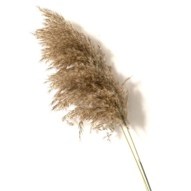 Brin de herbe de la pampa pour décoration maison par Beautysky, idéal pour un style naturel et élégant