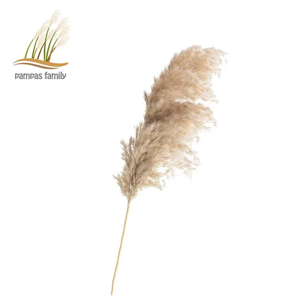Brin de décoration maison herbe de la pampa en couleur crème pour un style naturel et élégant