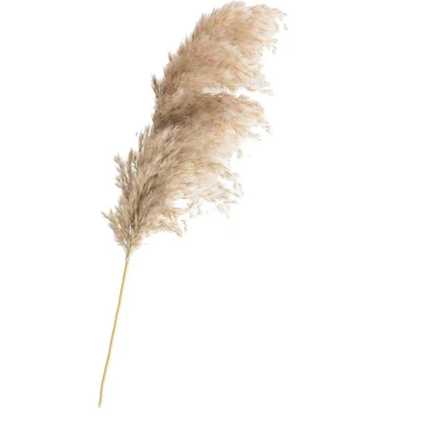 Brin de décoration maison herbe de la pampa en couleur beige pour un style boho chic