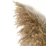 Brin de herbe de la pampa Beautysky pour décoration maison avec une texture douce et naturelle