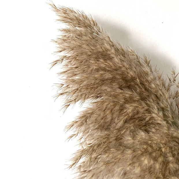 Brin de herbe de la pampa Beautysky pour décoration maison avec une texture douce et naturelle