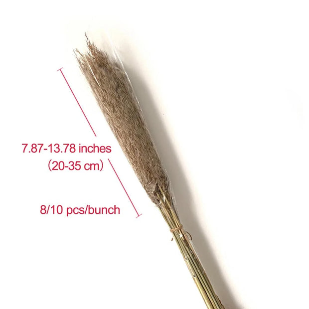 Bouquet de décoration maison herbe de la pampa de 20 à 35 cm pour un intérieur élégant